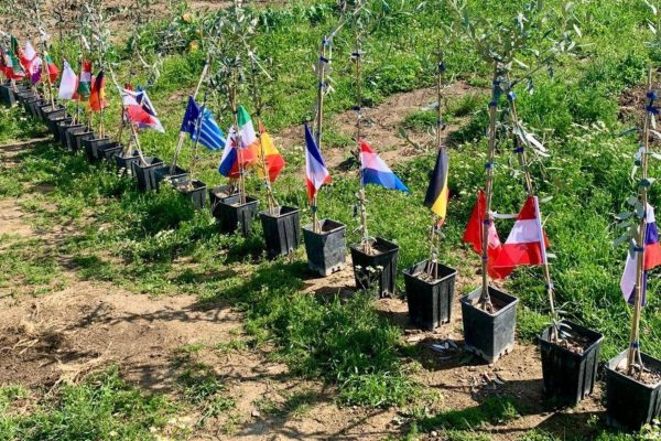 NIKA OLIVE OIL BLOG - EU OFFICIALS PLANTS OLIVES