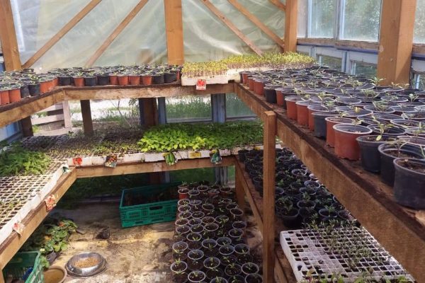 NIKA OLIVE OIL - NEW PLANTS